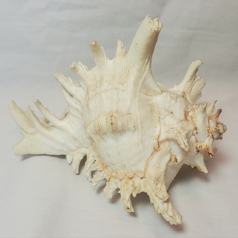 Chicoreus Ramose Vintage Large Murex Muricidae White Spiked Seashell Decor MCM